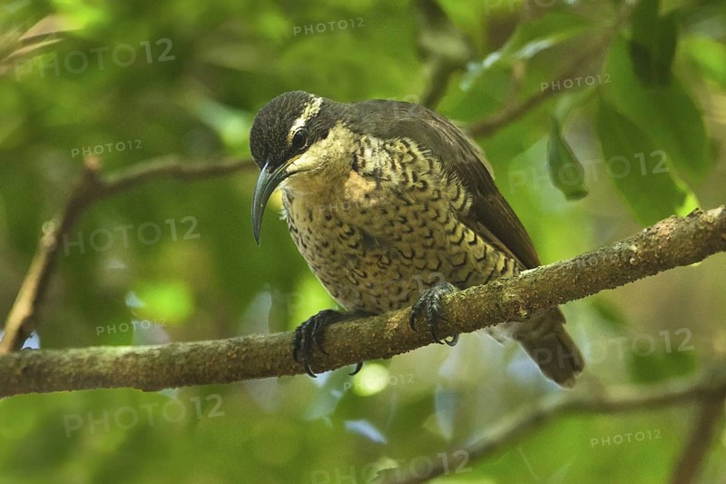Paradise Riflebird (Ptiloris paradiseus) female, Queensland, Australia
