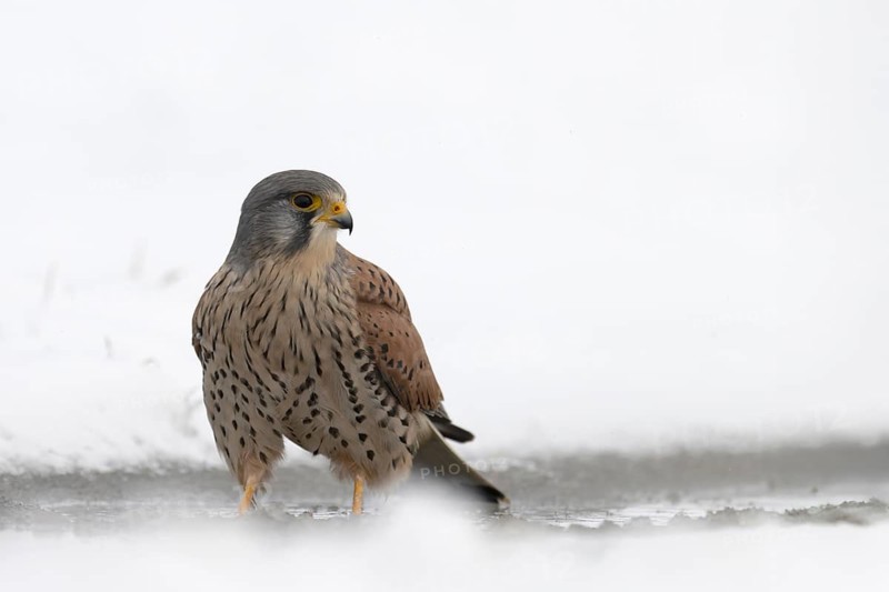 Kestrel (Falco tinnunculus) in the snow, Bitburg, Rhineland-Palatinate, Germany
