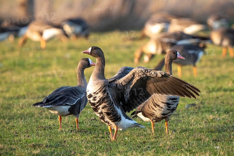 Bislicher Insel, nature reserve on the Rhine, Altrheinarm, near Xanten, Lower Rhine, Wesel district, one of the few floodplain landscapes in Germany, in winter over 20, 000 wild birds, many arctic geese species pause and hibernate, here coot geese, North Rhine-Westphalia, Germany