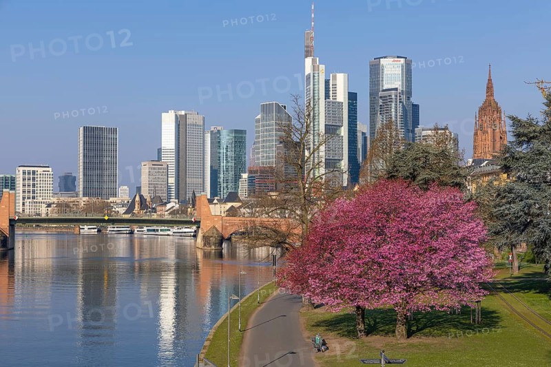 The ornamental cherries on the banks of the Main in Frankfurt start to bloom at spring arrival, Frankfurt am Main, Hesse, Germany