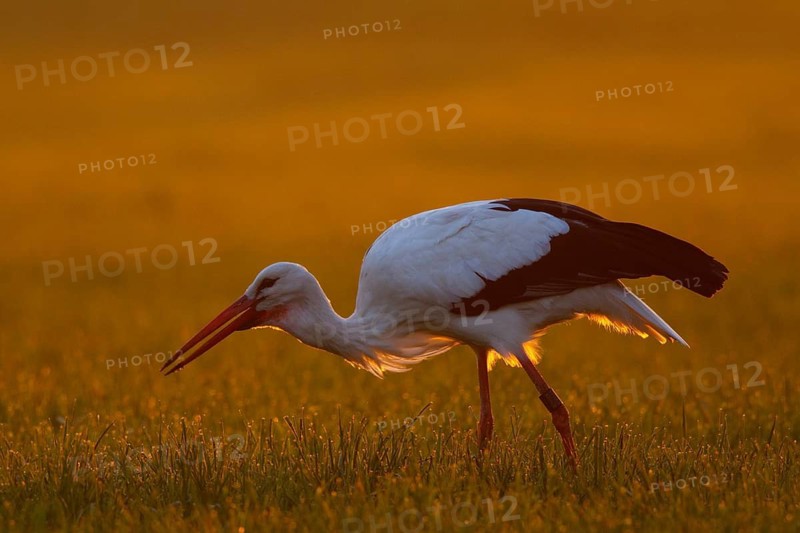 White Stork (Ciconia ciconia) foraging, North Rhine-Westphalia, Germany