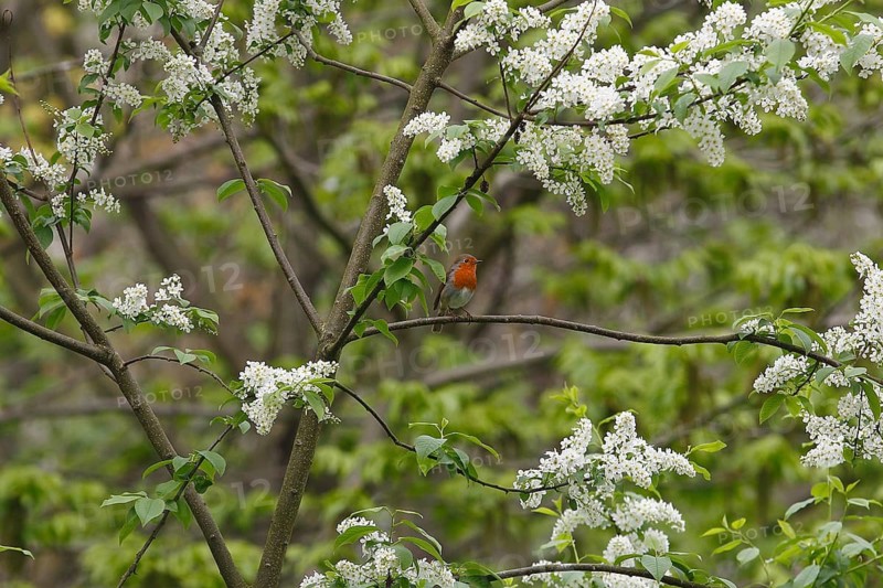 Robin (Erithacus rubecula) sitting on a branch of a common European Bird Cherry (Prunus padus), North Rhine-Westphalia, Germany