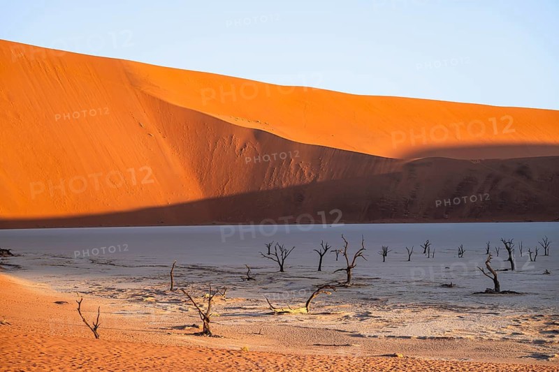 Dead camel thorn trees (Vachellia erioloba), red sand dunes, white salt pan, Dead Vlei, Sossusvlei, Namib Desert, Namib-Naukluft Park, Namibia