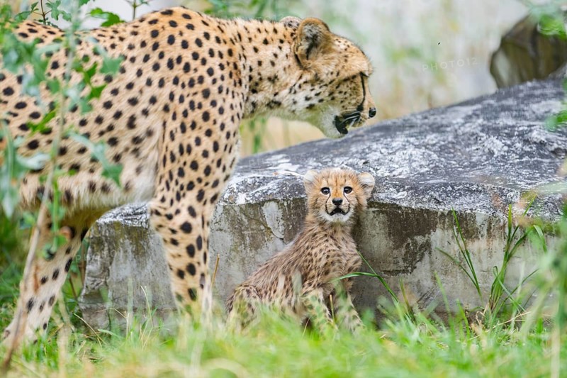 Cheetah (Acinonyx jubatus) mother with her youngster, captive, occurrence Africa
