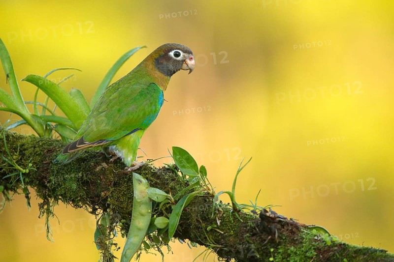 Brown-hooded Parrot (Pyrilia haematotis), Costa Rica