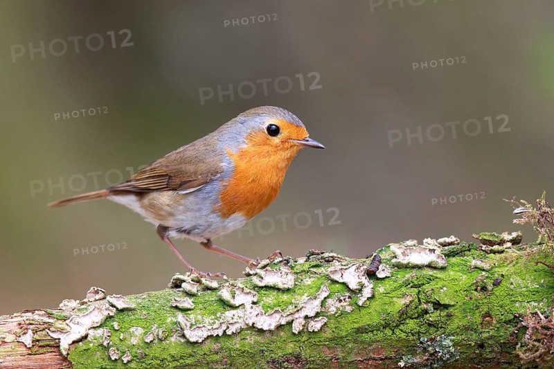 European Robin (Erithacus rubecula) perched on a mossy tree trunk, North Rhine-Westphalia, Germany