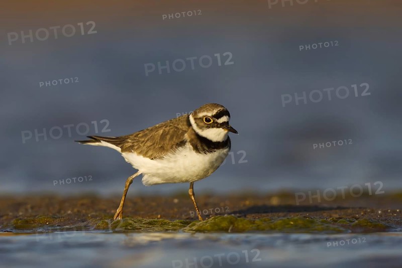 Little Ringed Plover (Charadrius dubius) female foraging, North Rhine-Westphalia, Germany
