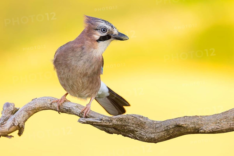 Jay, European Jay, Jay, eurasian jay (Garrulus glandarius), Geai des chênes, Arrendajo Común, Arrendajo, on perch, summer, Ormoz area, Ormoz, Podravska, Slovenia