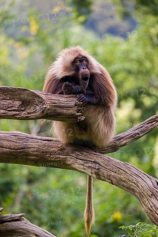 Portrait of an adult male Gelada (Theropithecus gelada), or bleeding-heart monkey, resting on a log. A green forest in the background
