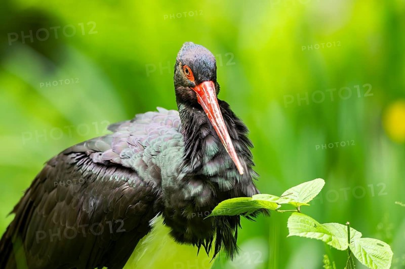 Black stork (Ciconia nigra) standing on a meadow, Bavaria, Germany