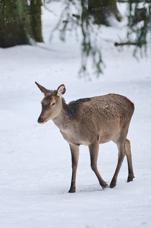 Red deer (Cervus elaphus) hind in a forest in winter, snow, Bavaria, Germany