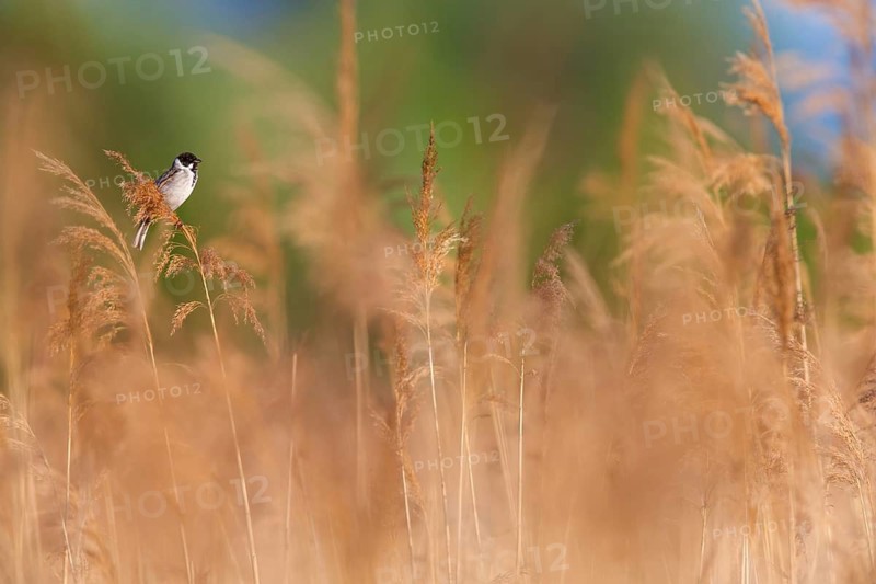 Rohrammer, Reed Bunting, Emberiza schoeniclus, Bruant des roseaux, Escribano Palustre