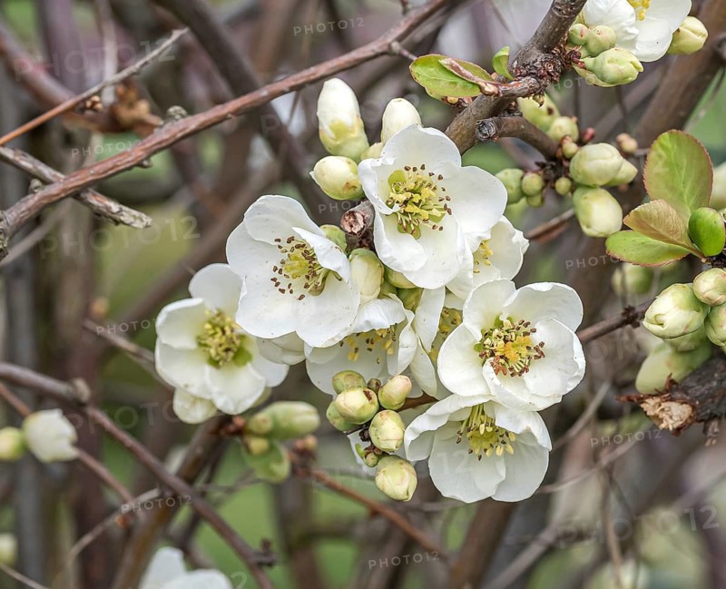 Chinese ornamental quince (Chaenomeles speciosa 'Nivalis')