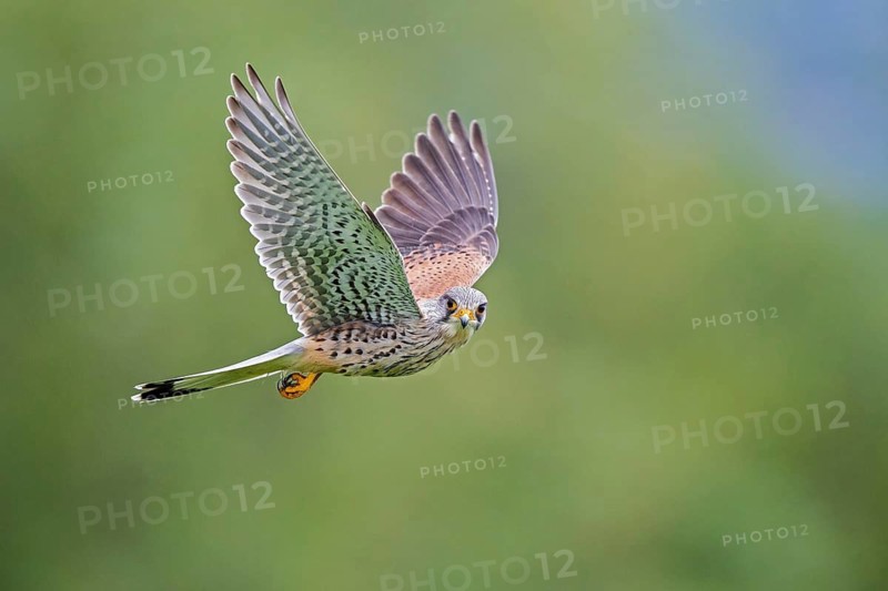 Kestrel (Falco tinnunculus), close-up, flight image of a male flying flat with outstretched wings in shaking flight looking into the camera, Baden-Württemberg, Germany
