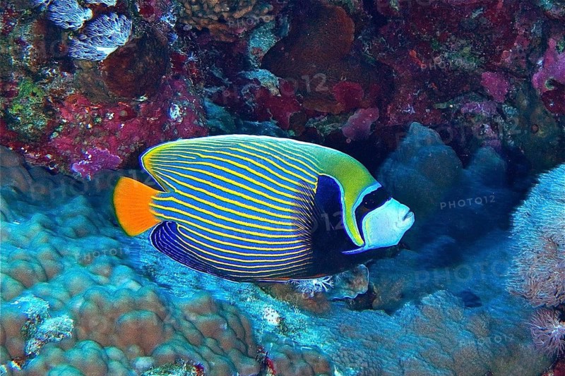 Emperor angelfish (Pomacanthus imperator)