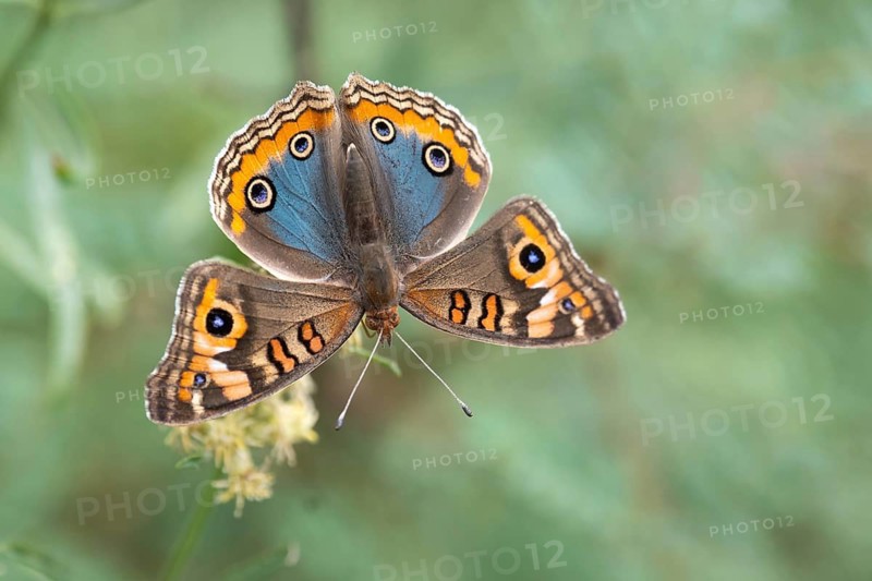 Butterfly of the genus Junonia genoveva on a flower, Buenos Aires, Argentina