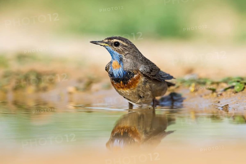 Bluethroat (Luscinia svecica svecica) male, Eilat, Israel