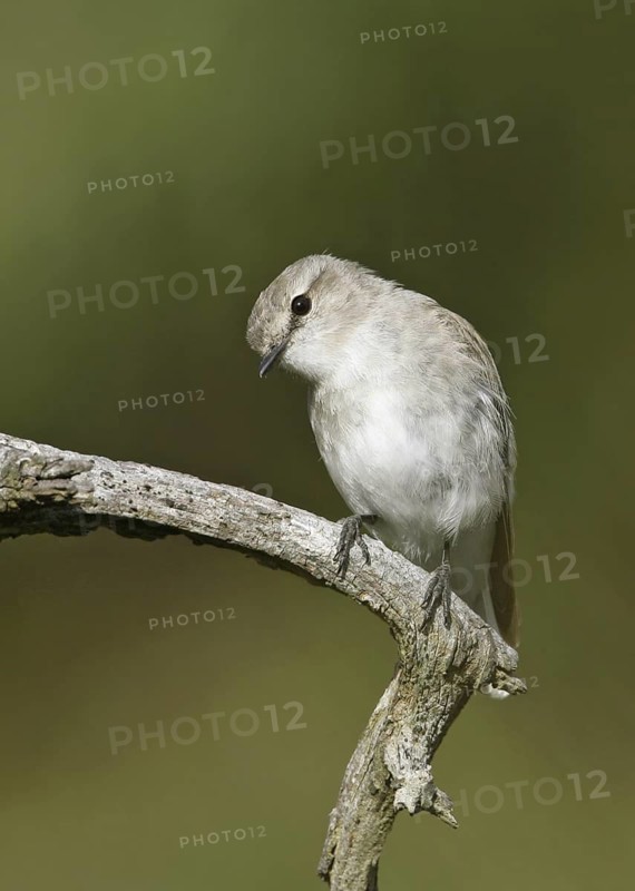 Jacky Winter (Microeca fascinans), Queensland, Australia