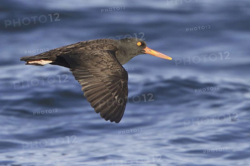 Black Oystercatcher (Haematopus bachmani) flying, British Columbia, Canada