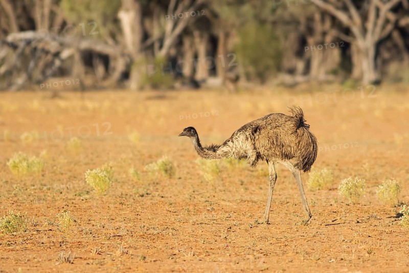 Emu (Dromaius novaehollandiae), Queensland, Australia