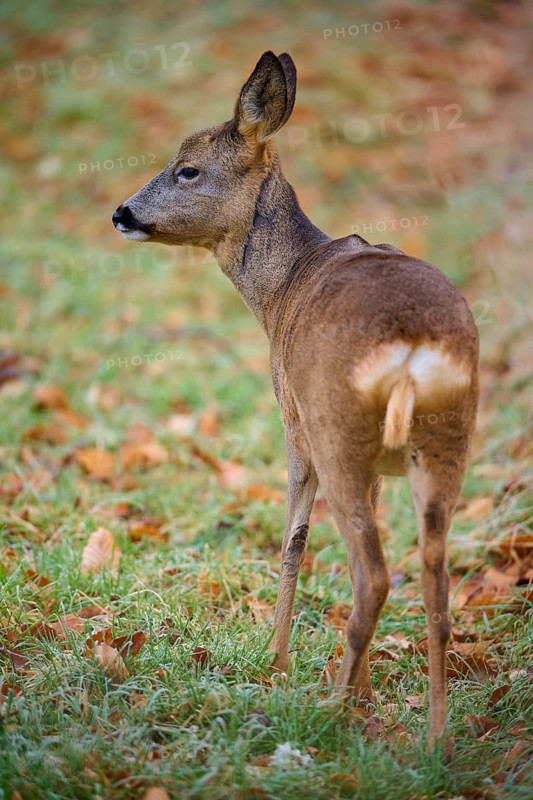 Roe deer (Capreolus capreolus), in the grass, looking into the distance, Germany