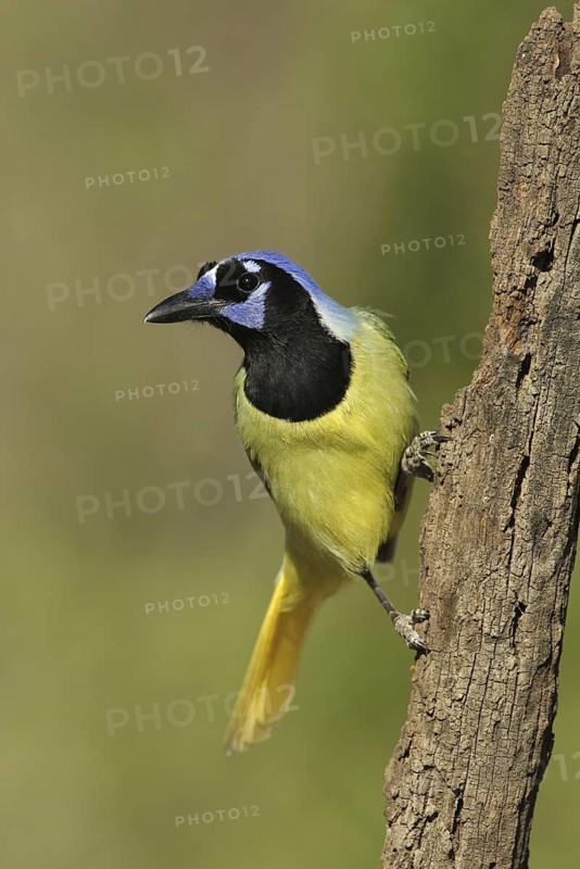 Green Jay (Cyanocorax luxuosus), Texas, USA