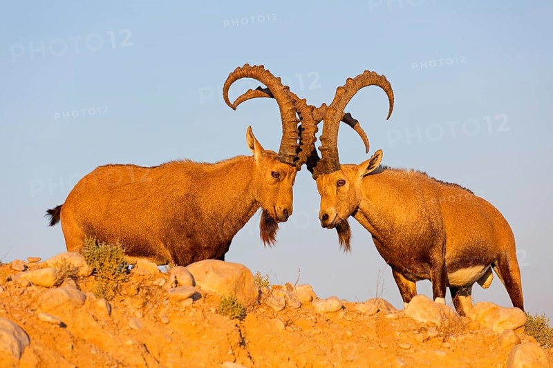 Nubian ibex, Nubian ibex, (Capra nubiana), animals, mammals, ibex, Ben Gurion's Tomb, Midreshet Ben-Gurion, HaDarom, Israel