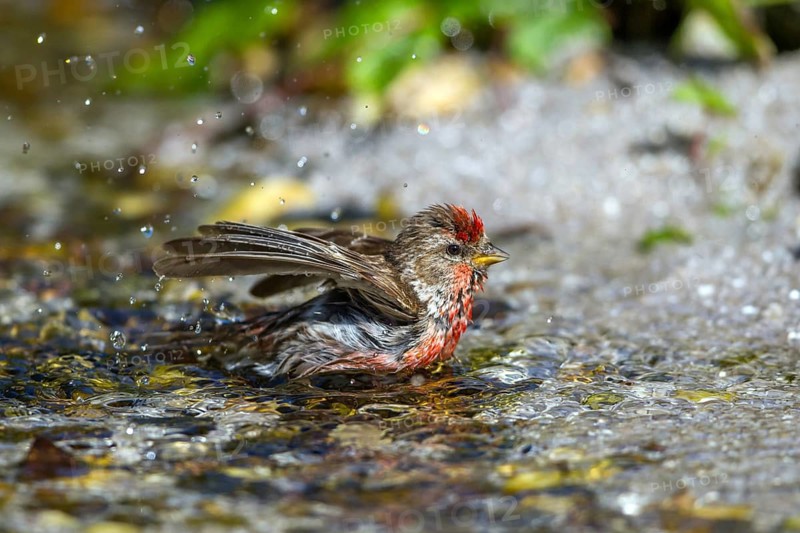 Birkenzeisig - Maennchen badet