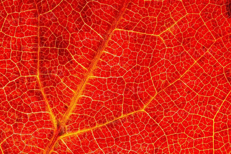 Structure of an autumn-colored leaf, foliage, tree, Vechta, Lower Saxony, Germany