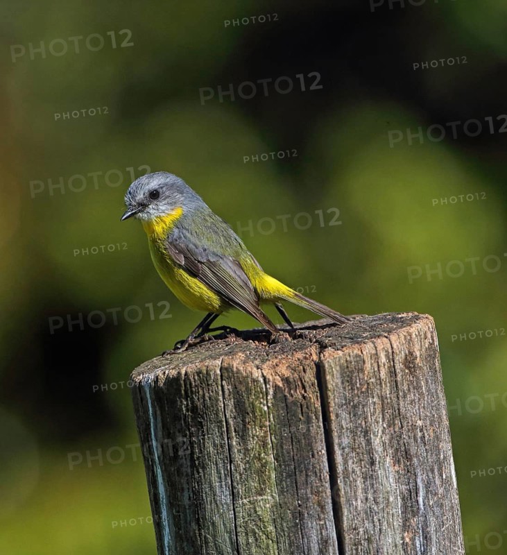 Eastern Yellow Robin (Eopsaltria australis), Australia