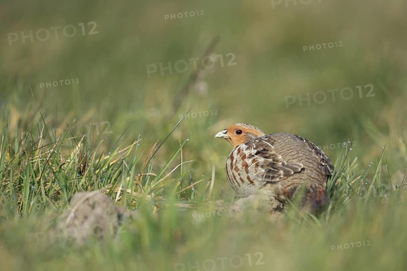 Grey Partridge (Perdix perdix) perched in grass field, North Rhine-Westphalia, Germany