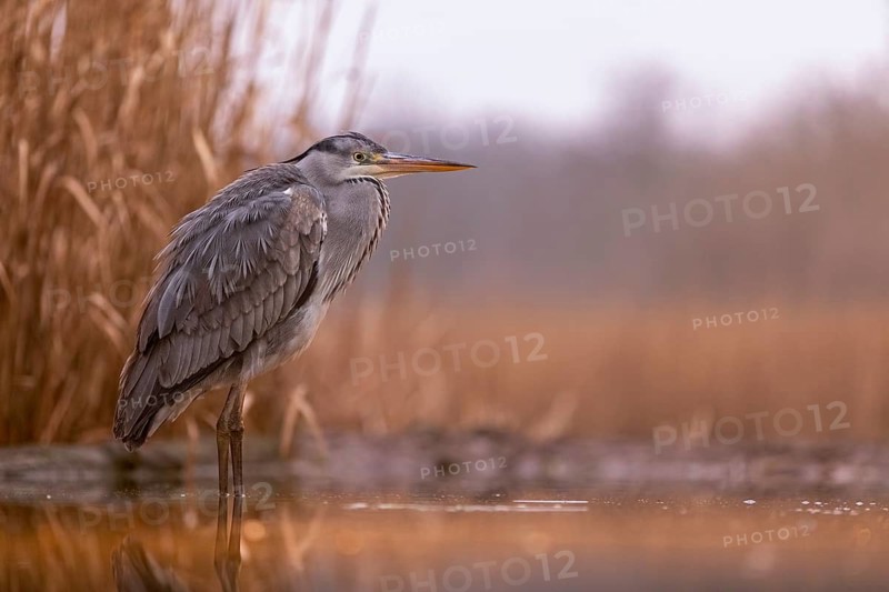 Grey Heron (Ardea cinerea), Hungary