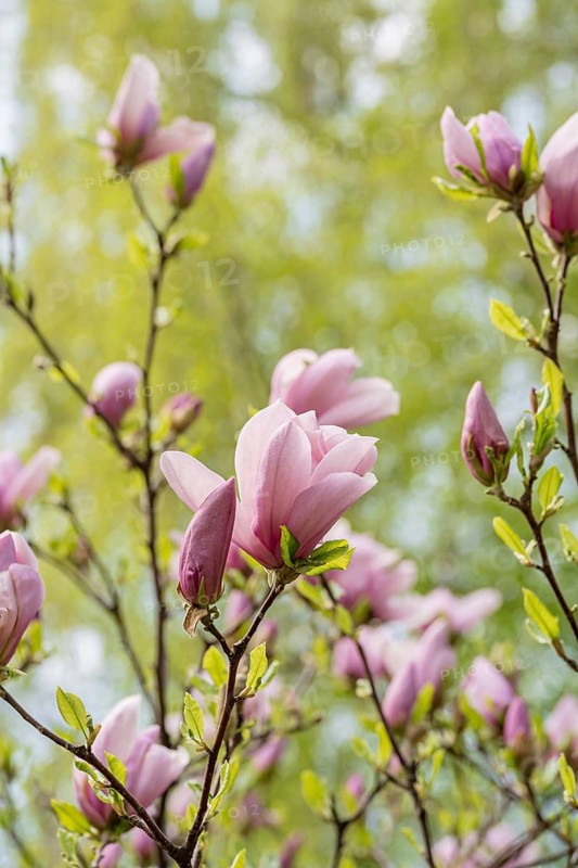 A beautiful close-up of magnolia flowers in full bloom against a vibrant green background, capturing the essence of spring with soft pink petals and fresh leaves