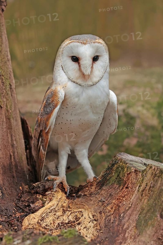 Barn owl (Tyto alba), walks on the ground, captive
