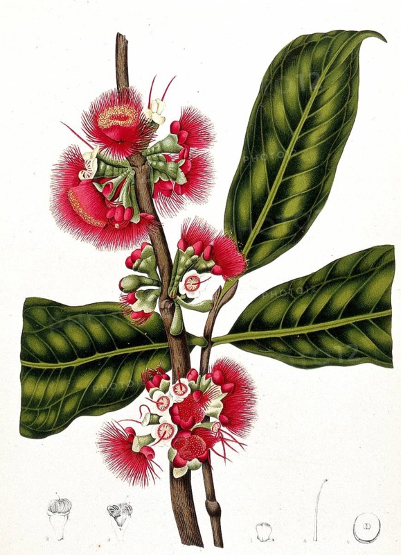 Syzygium jambos, also called rose apple, is a tree of the myrtle family, Historical, digitally enhanced reproduction of an original from the period