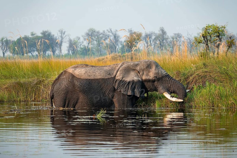 African elephant (Loxodonta africana) grazing in the swamp, Xakanaxa Lagoon, Okavango Delta, Moremi Game Reserve, Botswana