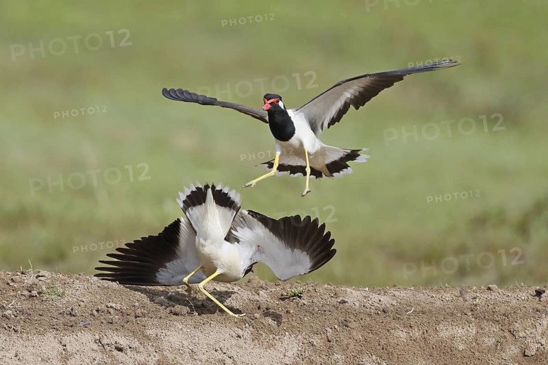 Red-wattled Lapwing (Vanellus indicus) wrangling, Penang, Malaysia