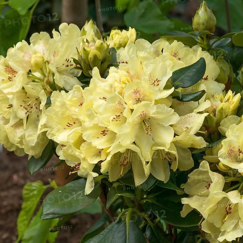 Wards Rhododendron (Rhododendron 'Goldkrone'), Rhodo 2014, Germany