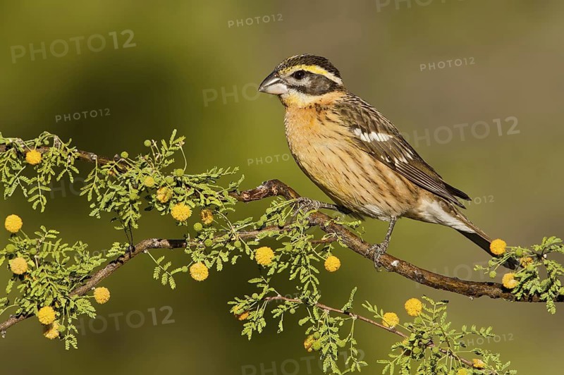 Black-headed Grosbeak (Pheucticus melanocephalus) female, Arizona, USA