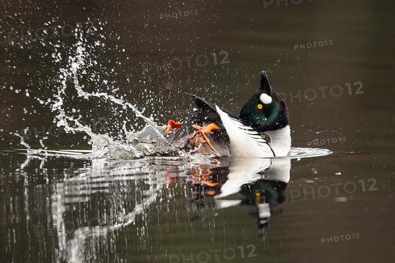 Courting goldeneye (Bucephala clangula), Ahlhorn, Lower Saxony, Germany