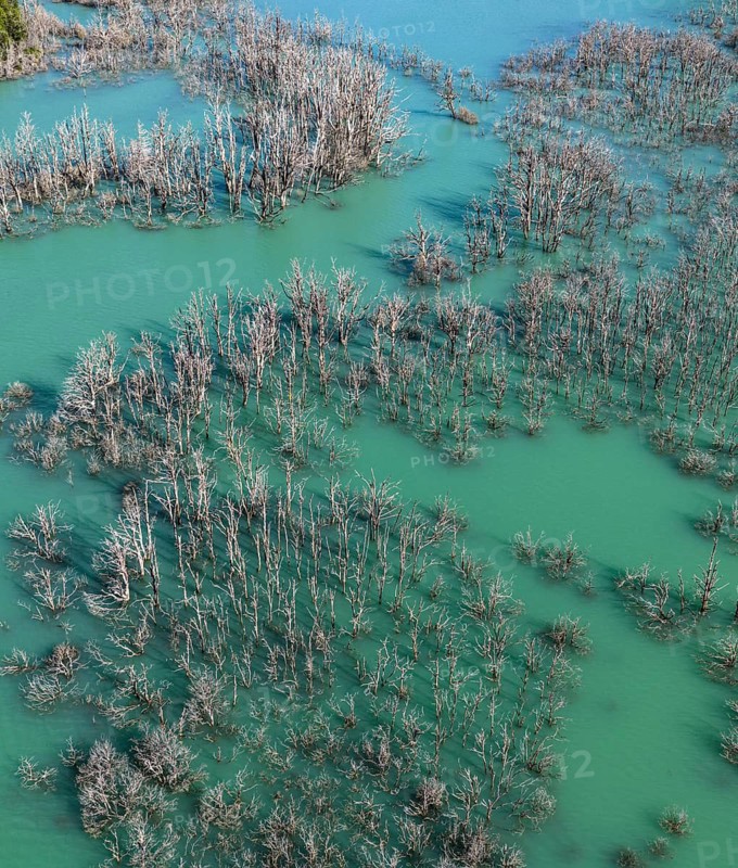 Flooded forest with dead trees, river Rio Norte damned by landslide, new lake, aerial view, Valle Exploradores near Puerto Rio Tranquilo, Patagonia, Chile