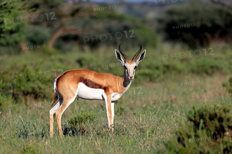Springbok (Antidorcas marsupialis), adult, male, foraging, vigilant, Mokala National Park, Northern Cape, South Africa