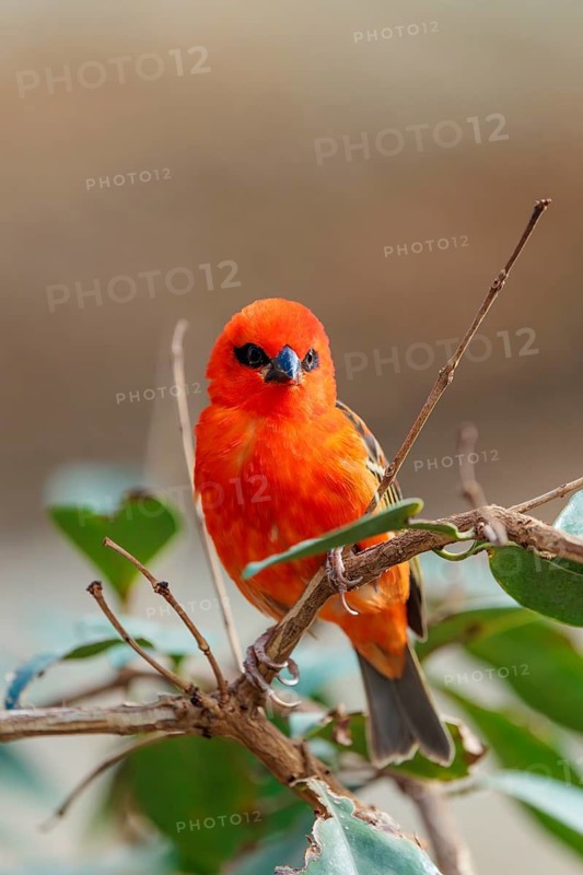 A male red fody (Foudia madagascariensis) sits in a tree. Madagascar, Amirantes, Comoros, Seychelles, Mauritius, Réunion, Saint Helena
