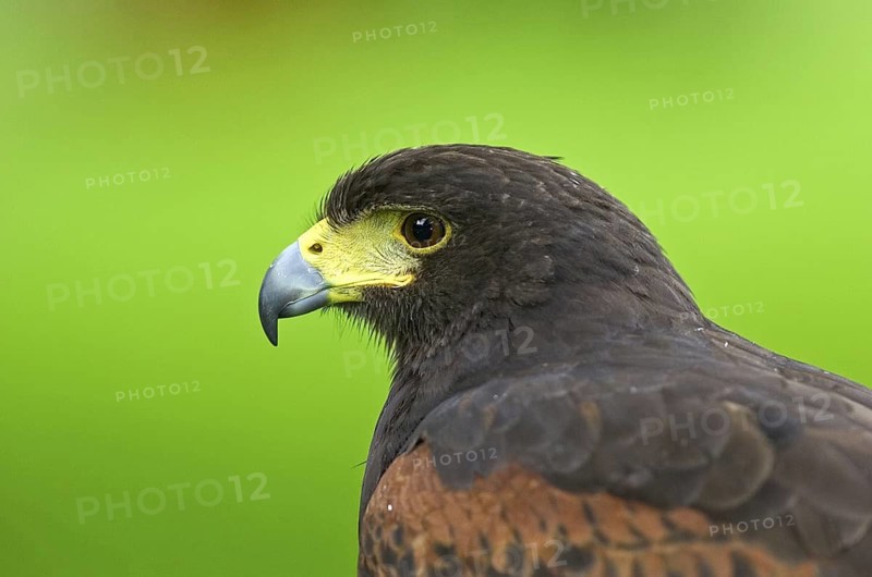 Harris's Hawk (Parabuteo unicinctus), North Rhine-Westphalia, Germany