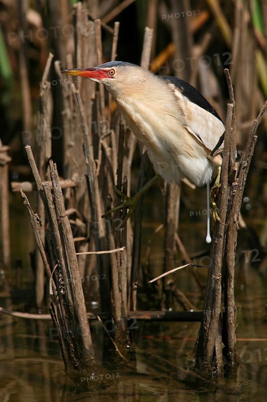 Little Bittern (Ixobrychus minutus), Castro Marim, Portugal