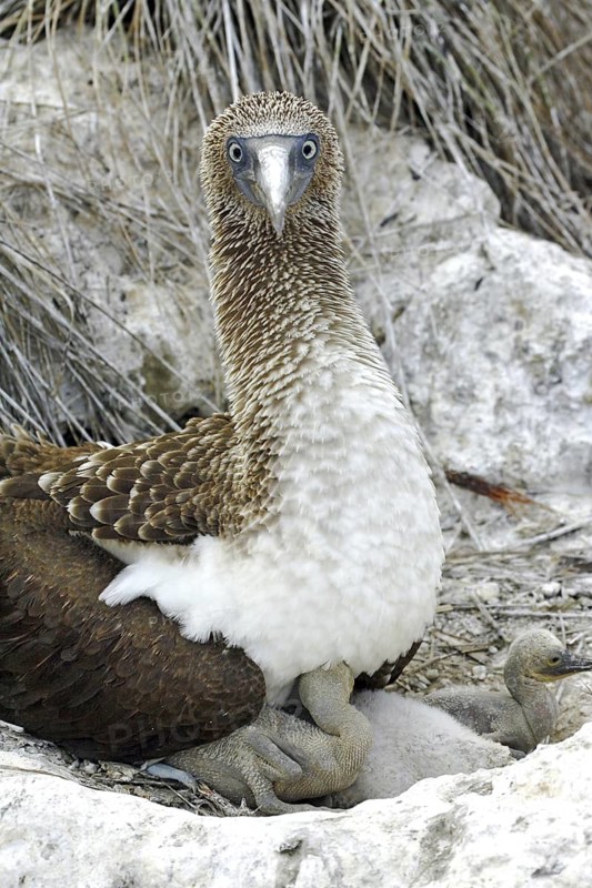 Blue-footed Booby Sula nebouxii Las Marietas Islands, Bahia Banderas, Jalisco, Mexico 1 April Adult with young at nest. Sulidae
