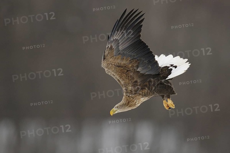 White-tailed Eagle (Haliaeetus albicilla) flying, Hokkaido, Japan
