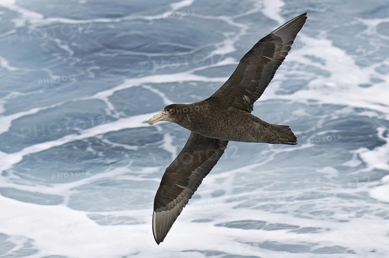 Southern Giant Petrel (Macronectes giganteus), Antarctica