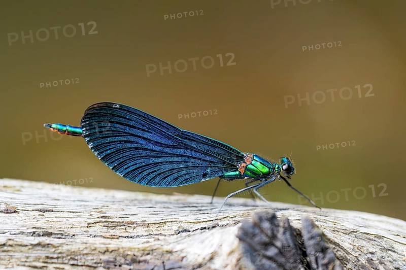 Beautiful demoiselle (Calopteryx virgo) damselfly sitting on a wood, Bavaria, Germany