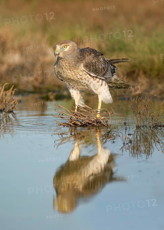 Northern Harrier (Circus hudsonius) at a waterhole, Texas, USA